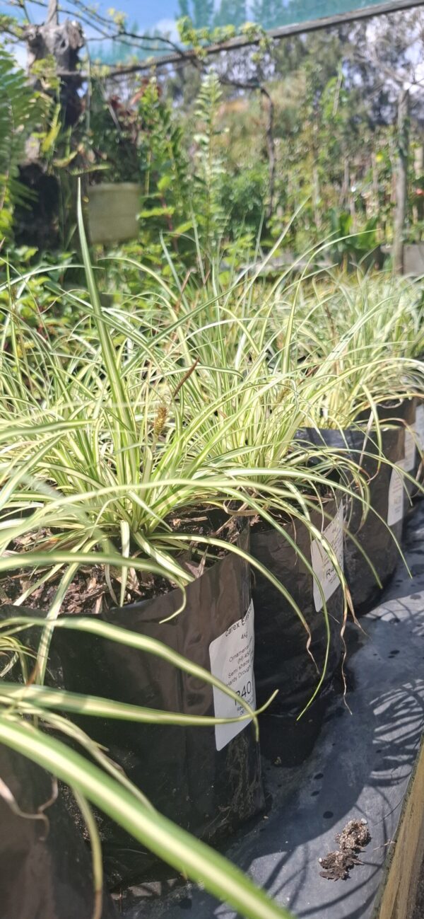 Carex Evergold 4L