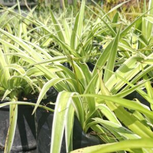 Chlorophytum comosum 4L "Hen and chickens "