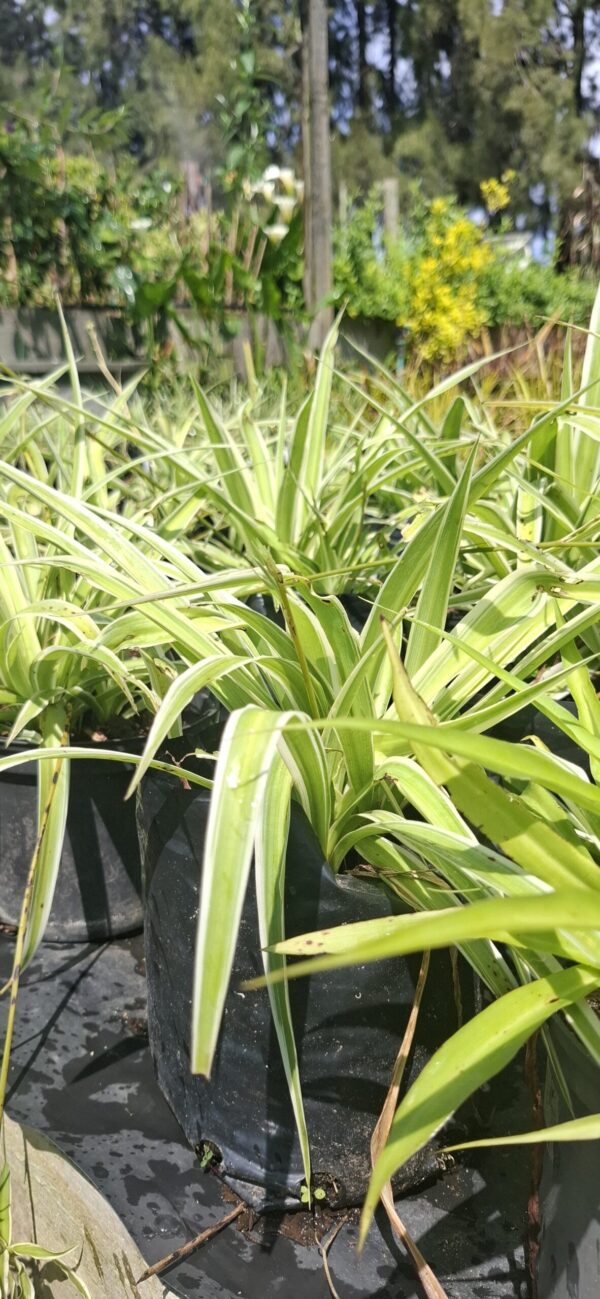Chlorophytum comosum 4L "Hen and chickens "