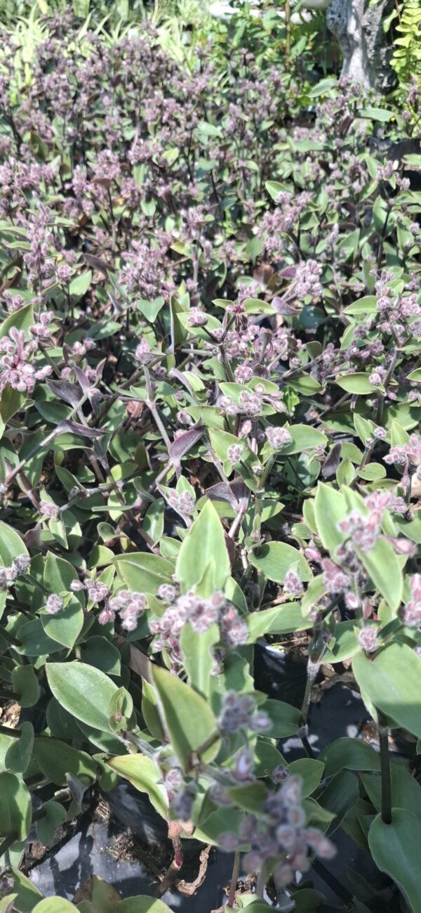 Tradescantia Blossfeldiana