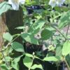 Philadelphus coronarius – Mock Orange 5L
