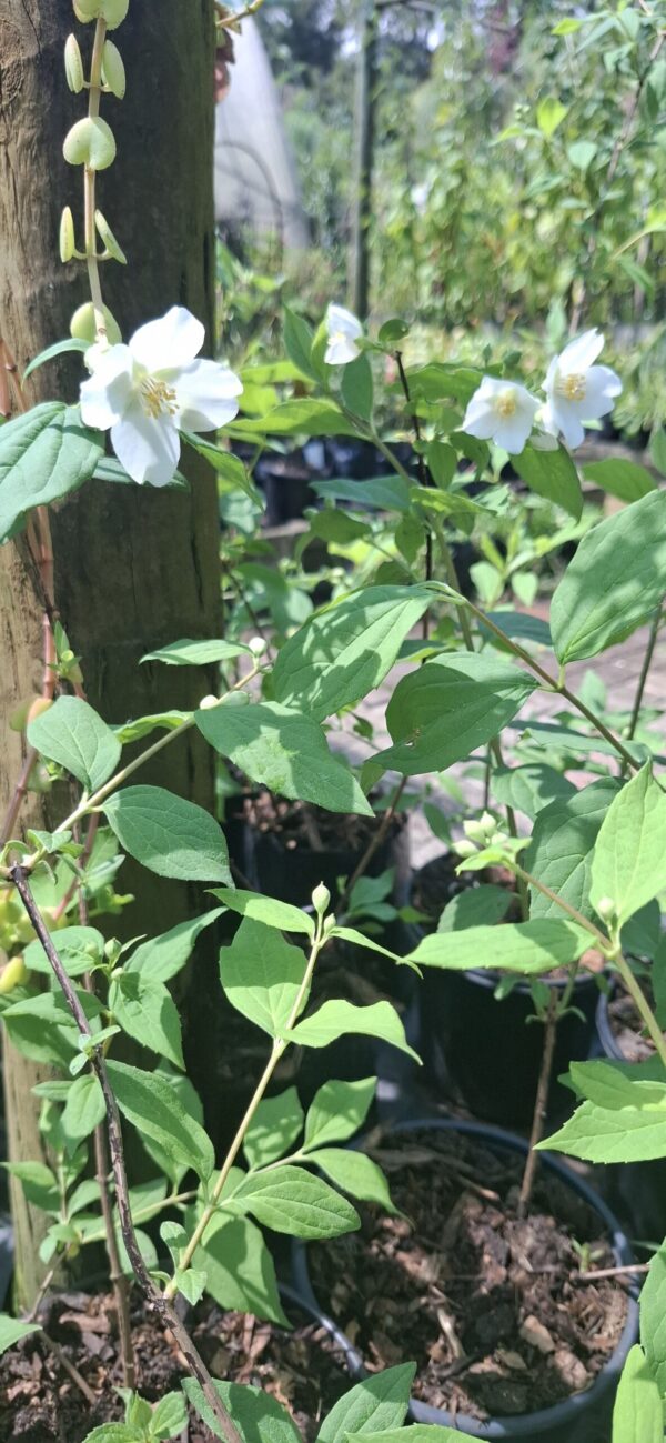 Philadelphus coronarius – Mock Orange 5L