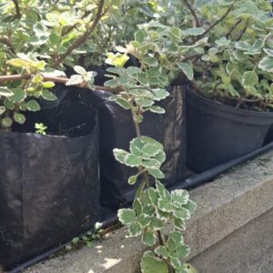 Plectranthus Madagascariensis 4L