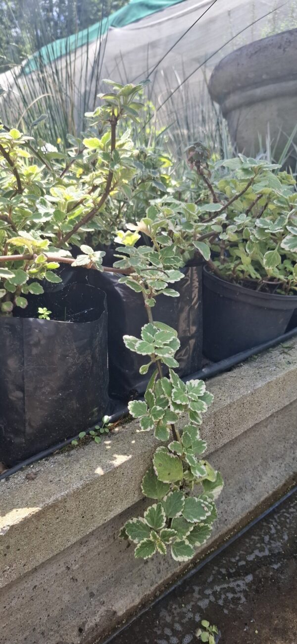 Plectranthus Madagascariensis 4L