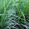 1000723168-1-scaled-1 Ophiopogon Japonicus 'Tall Mondo Grass' 4L