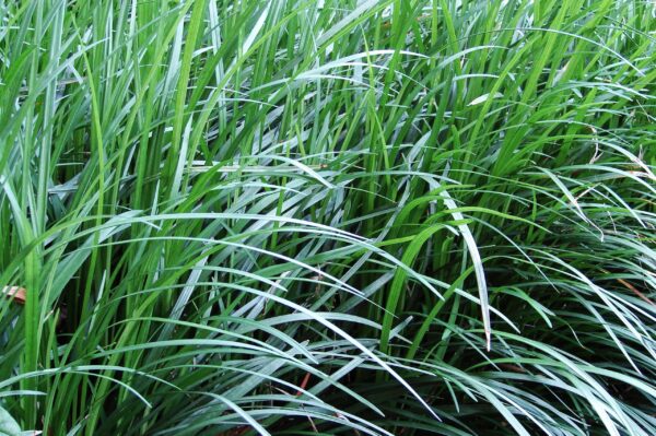 1000723168-1-scaled-1 Ophiopogon Japonicus 'Tall Mondo Grass' 4L