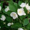 Philadelphus coronarius – Mock Orange 5L