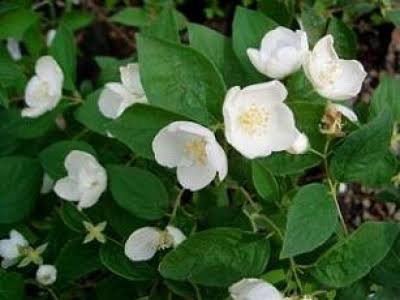 Philadelphus coronarius – Mock Orange 5L