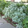 1000723215 Plectranthus Argentatus 4L