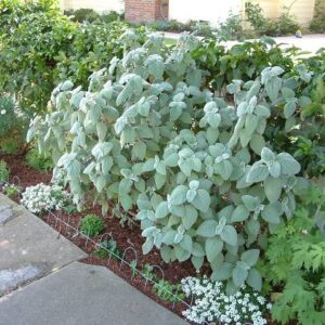 Plectranthus Argentatus 4L