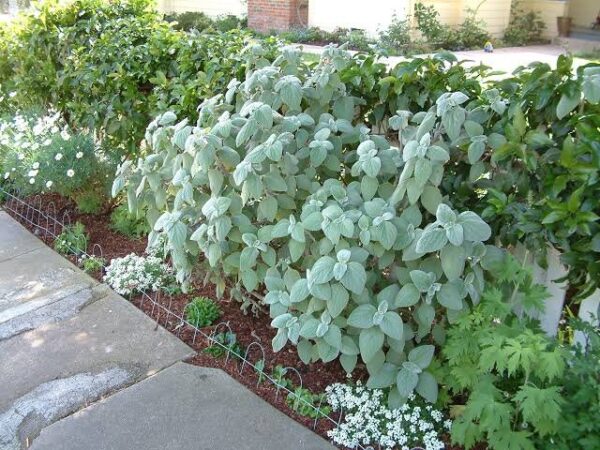 1000723215 Plectranthus Argentatus 4L