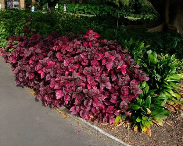 1000723217 Iresine Herbstii 4L