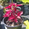 1000723218-scaled-1 Iresine Herbstii 4L