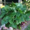 1000723220 Alocasia Gageana 'California Dwarf Elephant Ear' 17cm