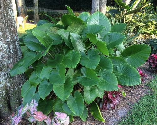 1000723220 Alocasia Gageana 'California Dwarf Elephant Ear' 17cm