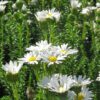 Felicia Echinata 'white'
