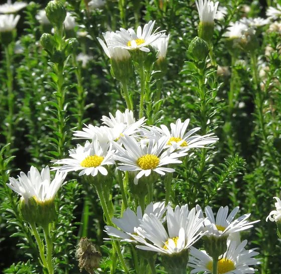 Felicia Echinata 'white'
