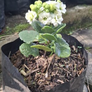 Kalanchoe blossfeldiana 'Calandiva' White 4L