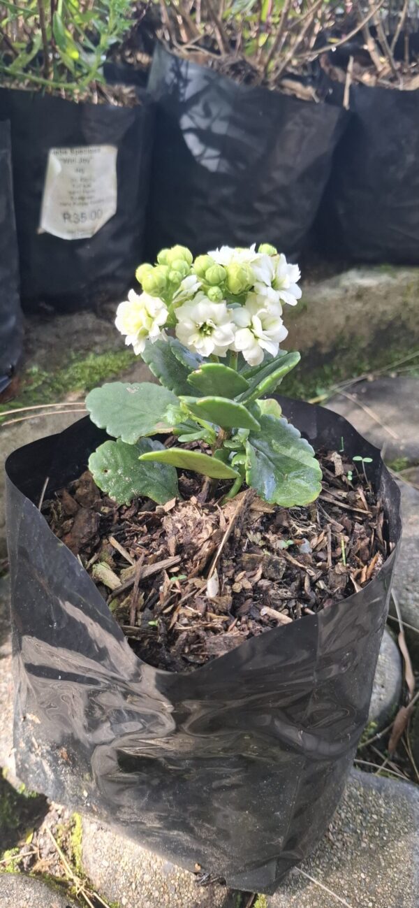 Kalanchoe blossfeldiana 'Calandiva' White 4L