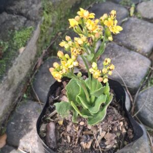 Kalanchoe blossfeldiana ‘Calandiva’ Yellow