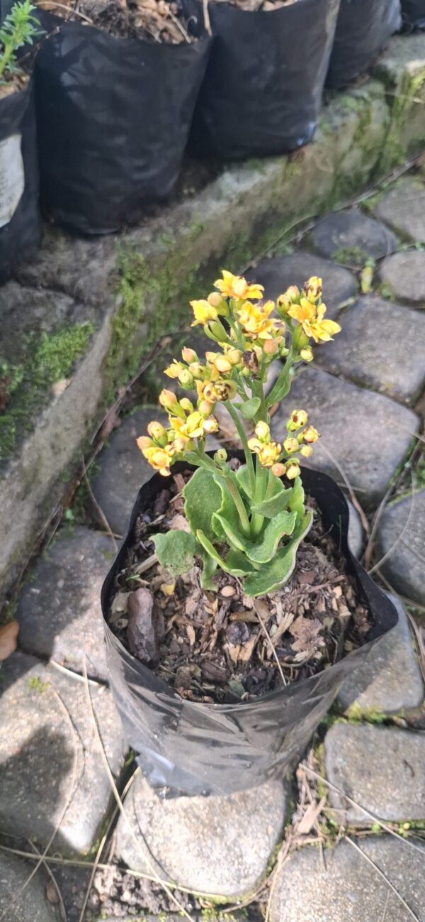 Kalanchoe blossfeldiana ‘Calandiva’ Yellow