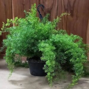 Asparagus Densifolia 'Sprengerii'