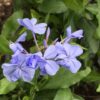 1000723240 Plumbago Dark Blue 5L