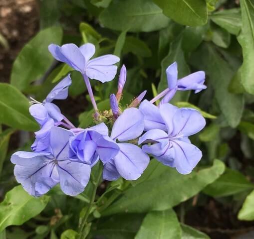 1000723240 Plumbago Dark Blue 5L