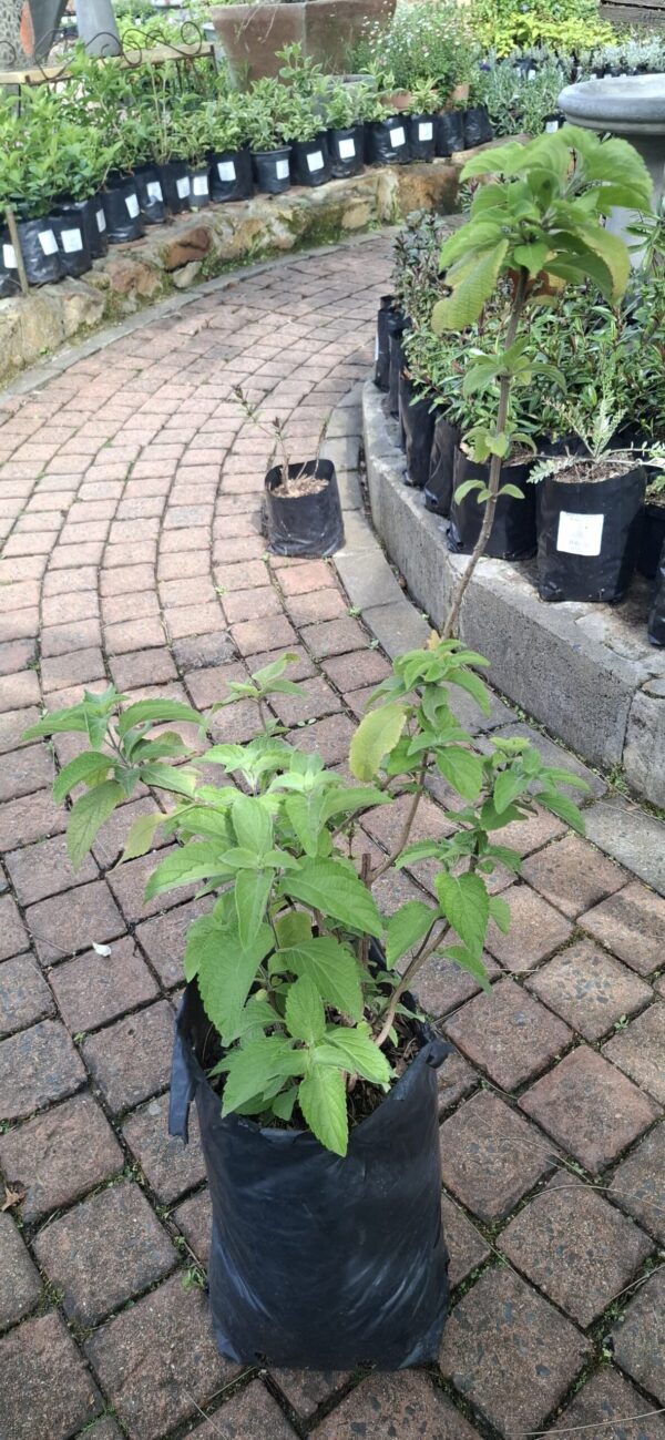 1000723241-scaled-1 Tulsi "Holy Basil" 10L