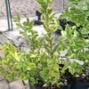 1000723243-1-scaled-1 Ligustrum ovalifolium 'Aureum' Golden Privet