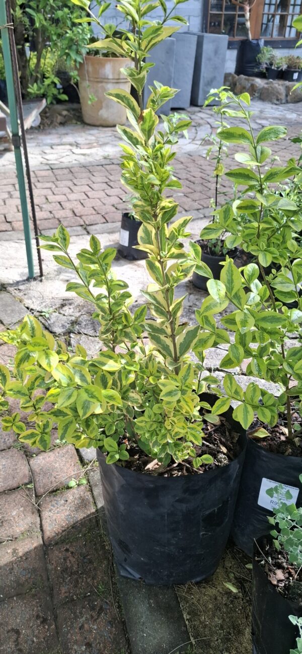 1000723243-1-scaled-1 Ligustrum ovalifolium 'Aureum' Golden Privet