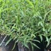 Penstemon Mix