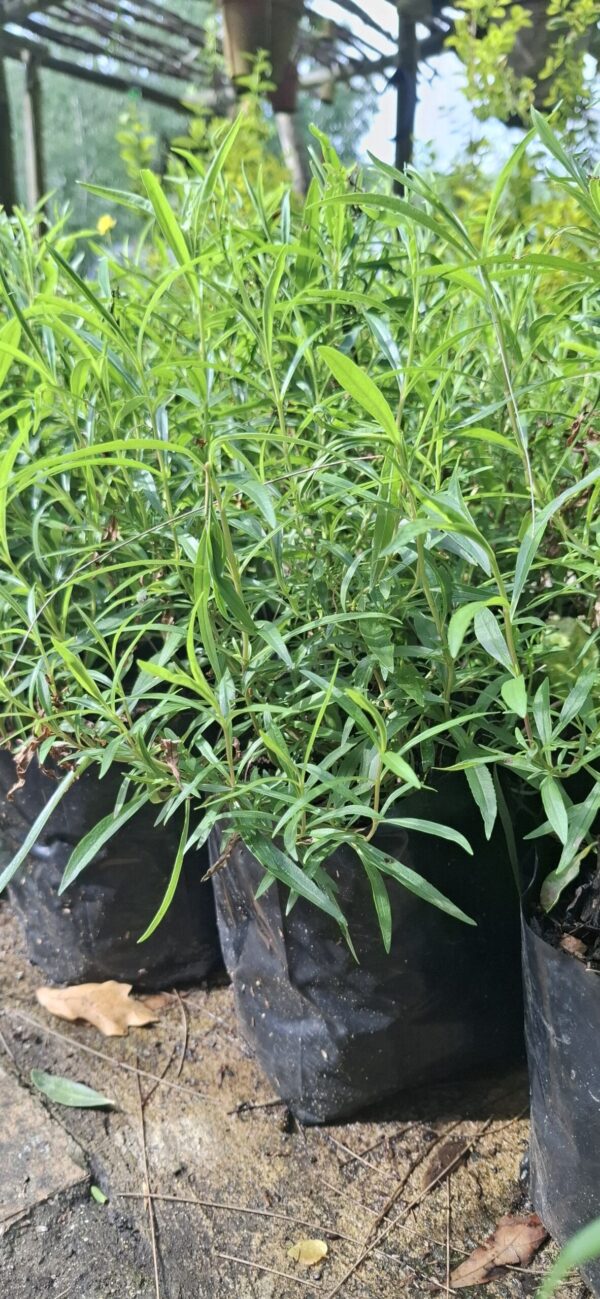 Penstemon Mix