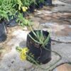 1000723246-scaled-1 Bulbine Frutescens 'yellow' 4L