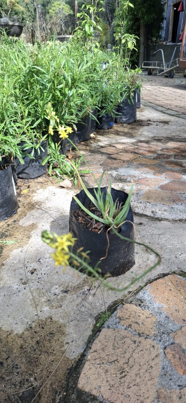 1000723246-scaled-1 Bulbine Frutescens 'yellow' 4L