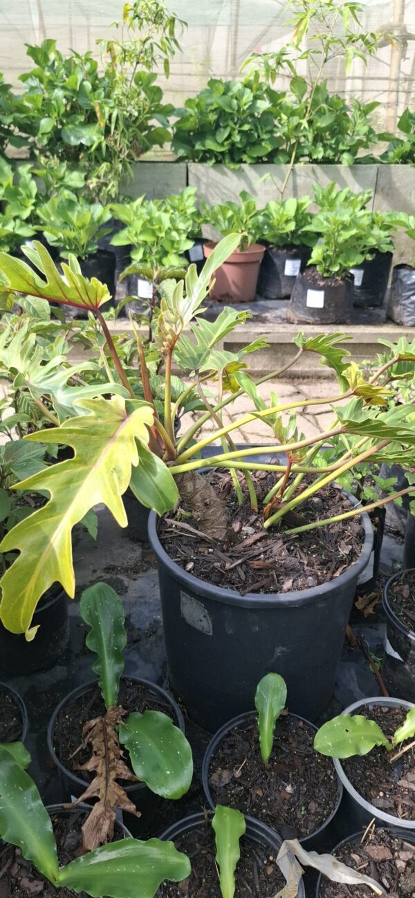 Philodendron Xanadu 10L