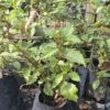 Plectranthus Magic Mona Pink 4L
