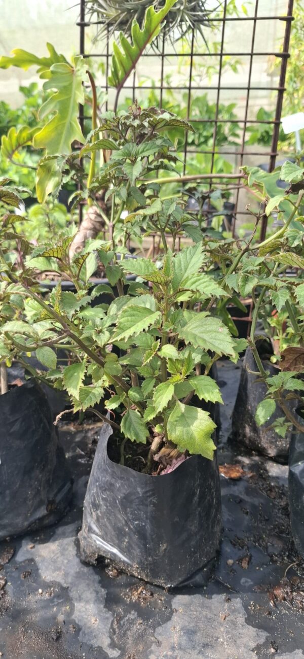 Plectranthus Magic Mona Pink 4L