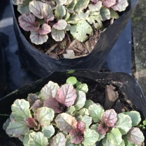 Ajuga Reptans 'Burgundy Glow' 4L