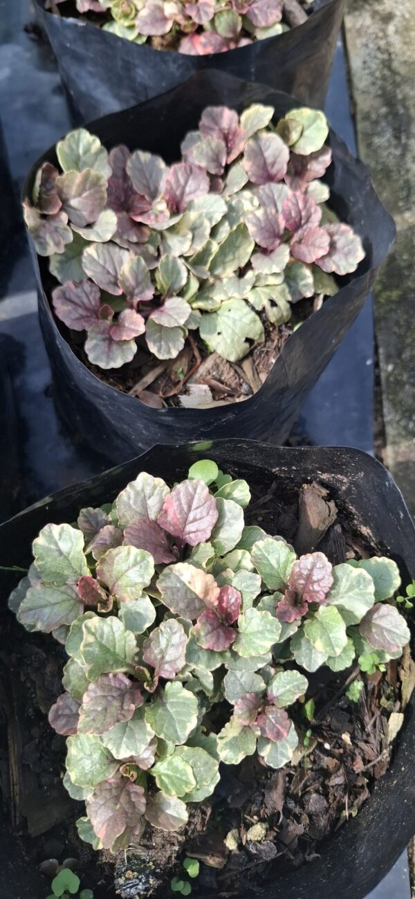 Ajuga Reptans 'Burgundy Glow' 4L