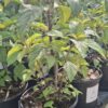 Plectranthus Ecklonii Pink 5L