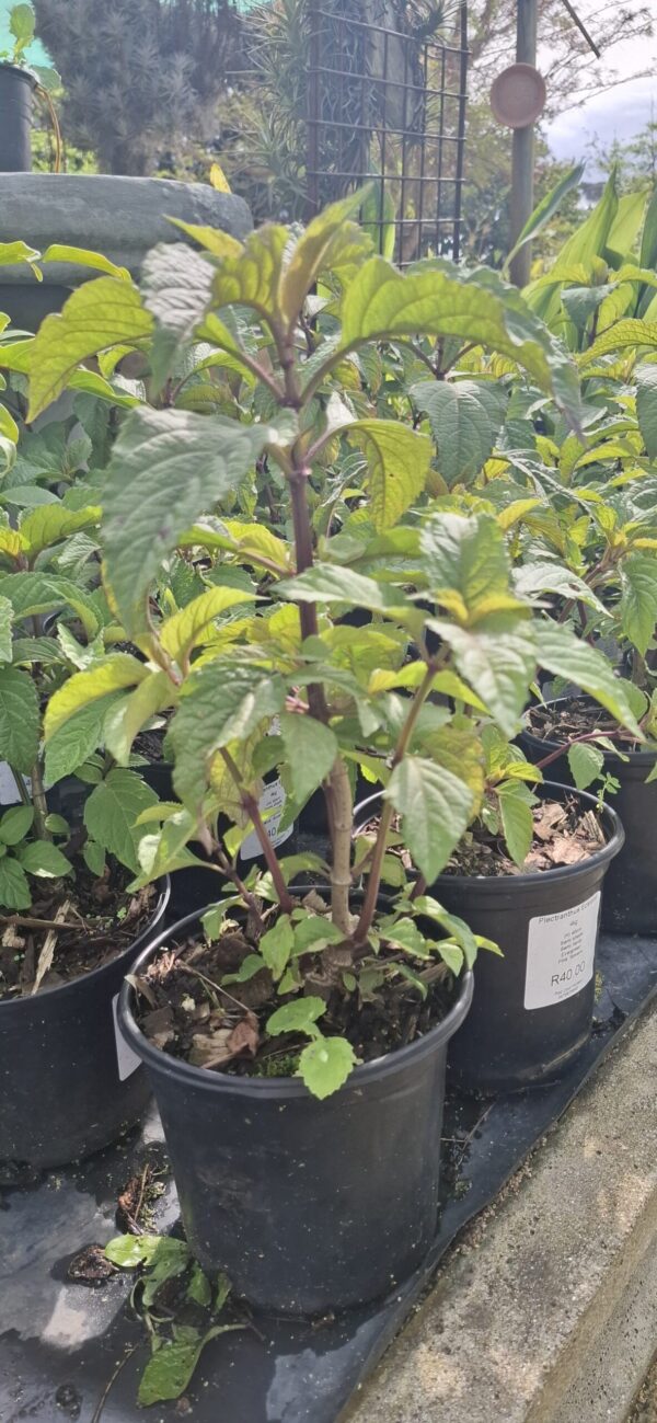 Plectranthus Ecklonii Pink 5L