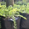1000723253-scaled-1 Lysimachia Nummalaria (Creeping Jenny Yellow) 4L