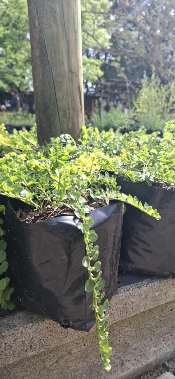 1000723253-scaled-1 Lysimachia Nummalaria (Creeping Jenny Yellow) 4L