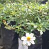 Biden Ferulifolia 'white' 4L