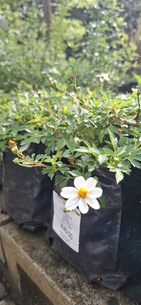 Biden Ferulifolia 'white' 4L