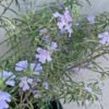 Westringia 10L Blue