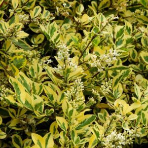 Ligustrum ovalifolium 'Aureum' Golden Privet