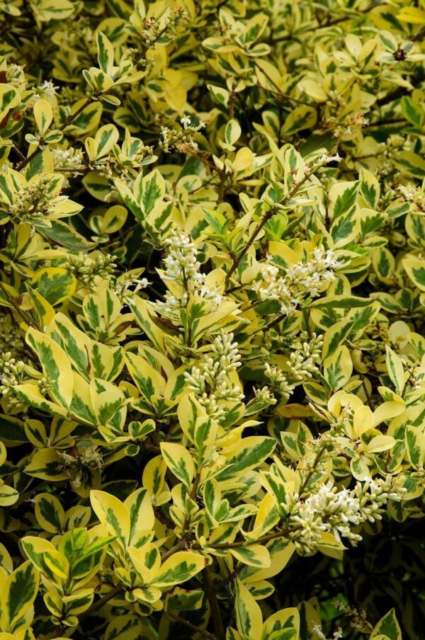 1000723379 Ligustrum ovalifolium 'Aureum' Golden Privet
