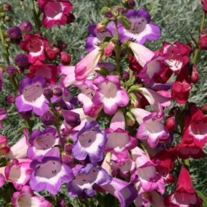 Penstemon Mix
